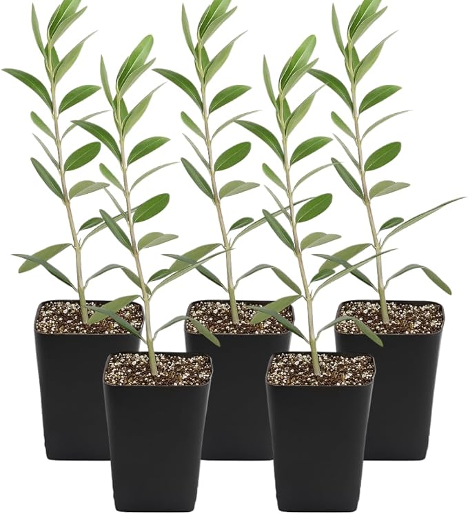 MYSHELFIE Dwarf Olive Tree Starter Plant, 2 Inch Pot, Indoor Outdoor Bonsai (5)