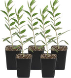 MYSHELFIE Dwarf Olive Tree Starter Plant, 2 Inch Pot, Indoor Outdoor Bonsai (5)