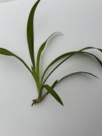 6 Pack Spider Plant Babies ~ Collectors Pack 6 Varieties ~ Airplane, Reverse, Hawaiian, Bonnie Curly, OG Green, Green Ocean - Live Starter Plants ~ Air Purifying, Low Maintenance, Easy Houseplant