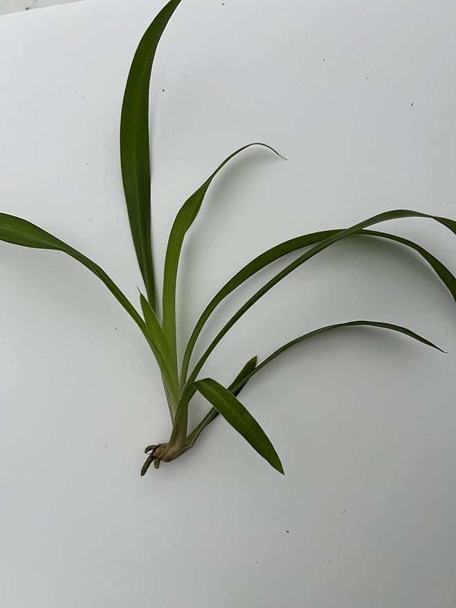 6 Pack Spider Plant Babies ~ Collectors Pack 6 Varieties ~ Airplane, Reverse, Hawaiian, Bonnie Curly, OG Green, Green Ocean - Live Starter Plants ~ Air Purifying, Low Maintenance, Easy Houseplant