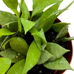 BubbleBlooms Hoya Lacunosa Mint, 4 inch Rare Exotic Indoor House Wax Plant