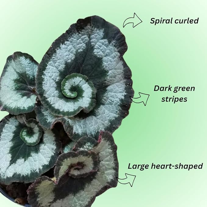 Begonia Live Plant, Begonias Live Plant, Rare Begonias Plants, 5-7 Inches in Height for Indoor Houseplant (Green Begonia)