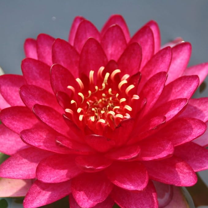 Nymphaea Attraction Red Hardy Water Lily Rhizome Live Aquarium Plant BUY2GET1FREE