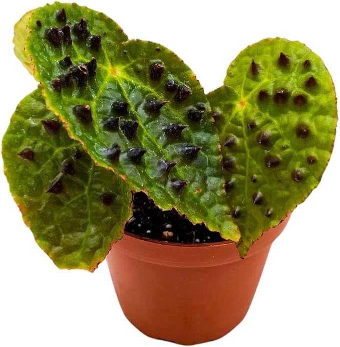 Harmony Foliage Begonia Ferox Rare with Spikes 4 inch