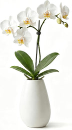5 Pack Real Touch Artificial Orchids - Silk Flowers for Home Decor, Zero Maintenance Fake Flowers for Vase, Living Room, Office, Bedroom Decoration, Realistic Indoor Artificial Plants