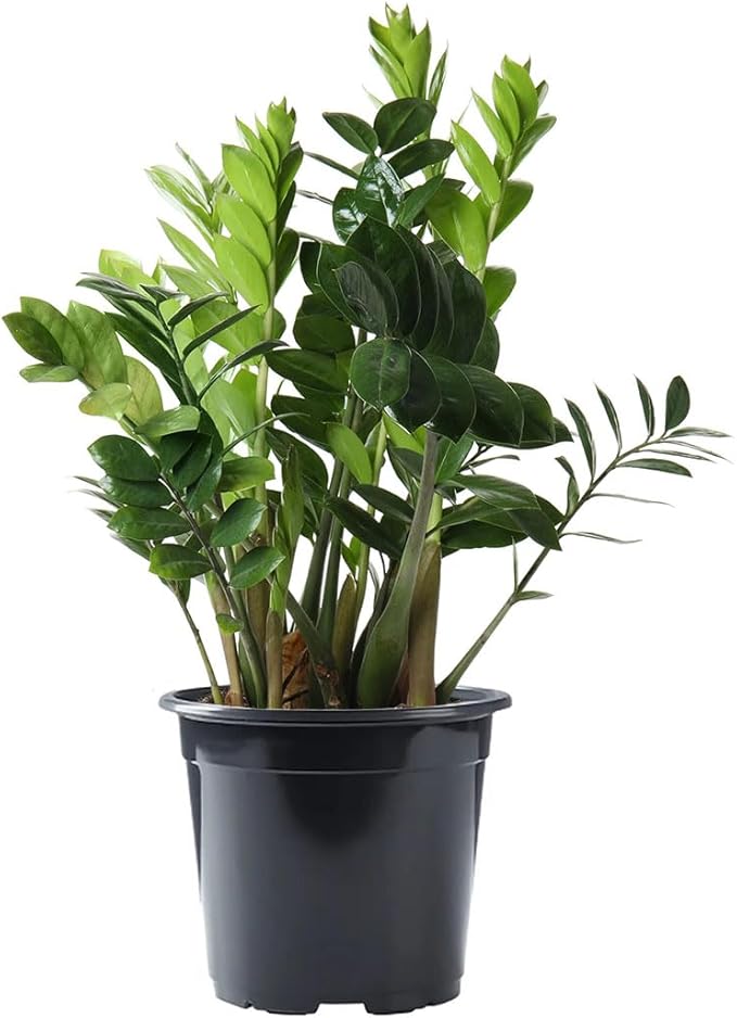 American Plant Exchange Live ZZ Plant, 6-Inch Pot, Easy to Care, Tropical Tabletopplant, Plant for Clean Air