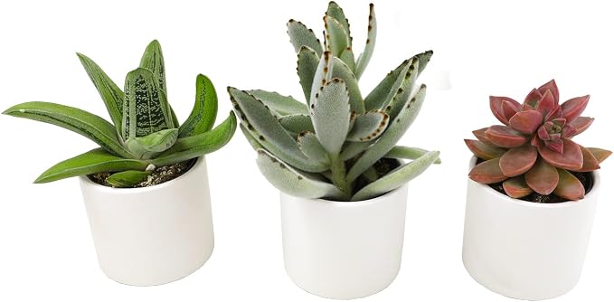 Live Succulents in White Planter Pots, Live Succulent Plants Live Plants in Succulent Pots & Costa Farms Snake Plant, Live Indoor and Outdoor Sansevieria Plant, 2-3 Feet Tall
