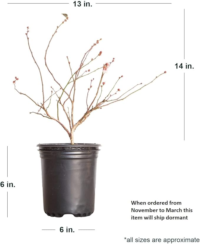 Becki Blue Blueberry Bush (2.5 Quart) Deciduous Fruit-Bearing Shrub - Full Sun Live Outdoor Plant