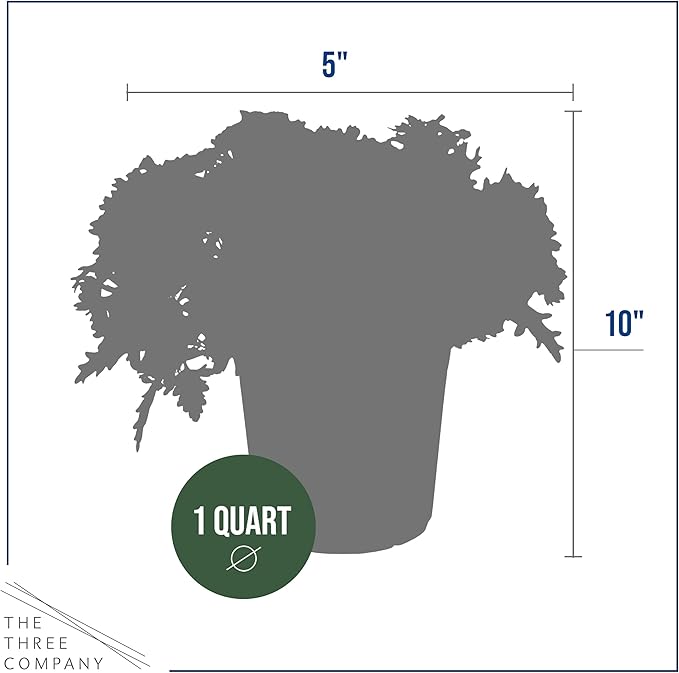 Live Flowering Verbena - Red Bicolor (2 Plants Per Pack) - Healthy Flowering Plant - Beautiful Spring Color - 10" Tall by 5" Wide in 1Qt Pot