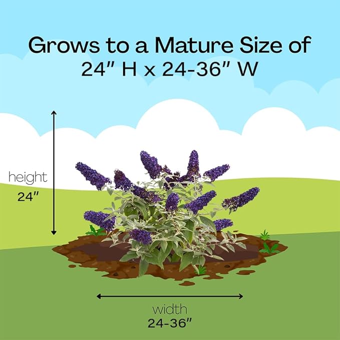 Pugster Buddleia, True-Blue Flowers, 2 Gal. (Pugster Blue)