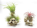 Resin Skeleton Air Plant Holders,Gothic Skeleton Planter,Halloween Plants Pot,Skull Table Top Display Planters for Air Plants and Other Mini Plants,Small Tillandsia Airplants Container