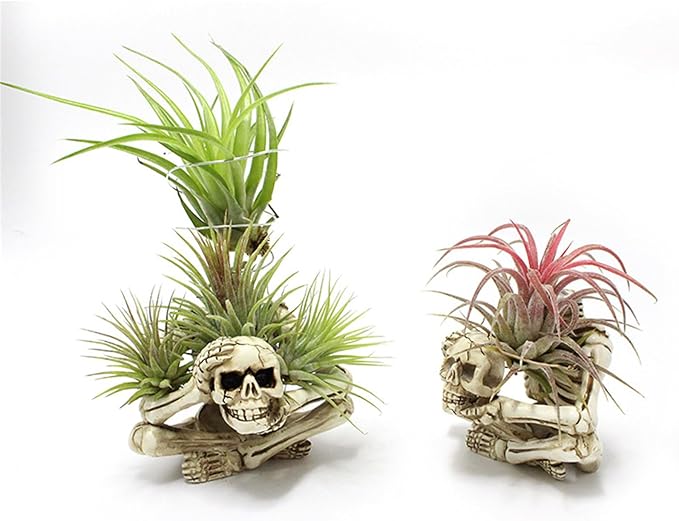 Resin Skeleton Air Plant Holders,Gothic Skeleton Planter,Halloween Plants Pot,Skull Table Top Display Planters for Air Plants and Other Mini Plants,Small Tillandsia Airplants Container