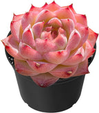 Sprout N Green Echeveria Peach Queen, 1 Live Succulent Plant Fully Rooted in 2" Pot, House Plant for Indoor Outdoor Home Office Wedding Decoration DIY Project Party Favor