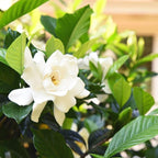 Perfect Plants August Beauty Gardenia Live Plant, 3 Gallon Pot