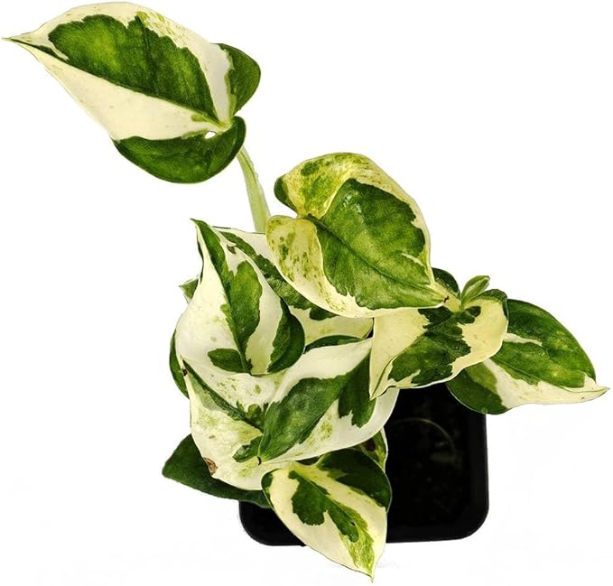 Josh's Frogs Epipremnum aureum Pothos (N Joy)