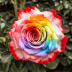 25+ Mix Colorful Rose Seeds for Planting-for a Multicolored Garden