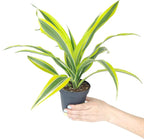 Dracaena Lemon Lime (4" Grower Pot) - Air-Purifying Bright Light houseplant - Easy to Care Houseplant Decoration for Office and Apartment