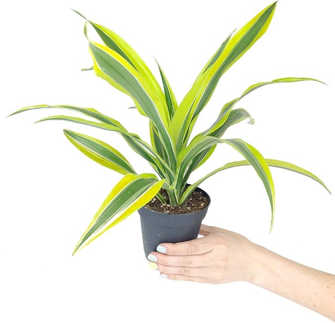 Dracaena Lemon Lime (4" Grower Pot) - Air-Purifying Bright Light houseplant - Easy to Care Houseplant Decoration for Office and Apartment