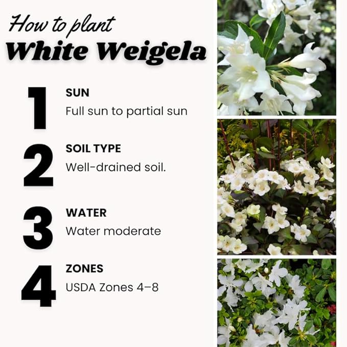 White Weigela Live Plant, Spring Blooming Shrub in 4” Pot, Hardy Perennial Flowering Bush for Garden Borders, Cold Hardy, Dormant in Winter