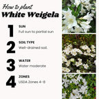 White Weigela Live Plant, Spring Blooming Shrub in 4” Pot, Hardy Perennial Flowering Bush for Garden Borders, Cold Hardy, Dormant in Winter