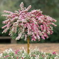 2 Variegated Weigela Shrubs - 6-12" Tall Live Plants - White, Green, Pink Flowering Bush - Weigela Florida 'Variegata' - (2 Pack)