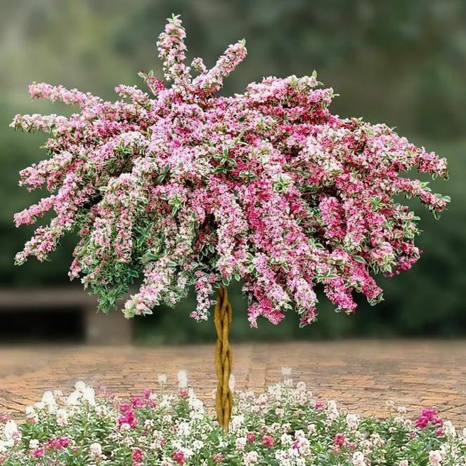 2 Variegated Weigela Shrubs - 6-12" Tall Live Plants - White, Green, Pink Flowering Bush - Weigela Florida 'Variegata' - (2 Pack)