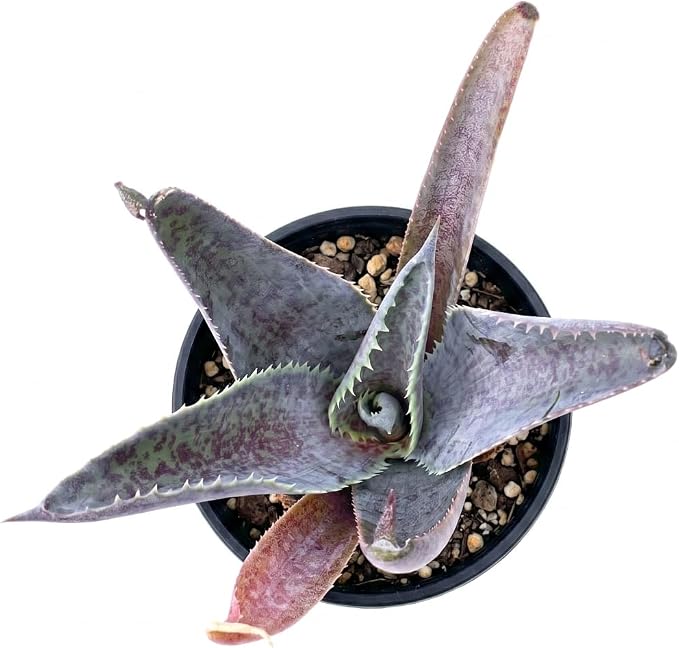 Mangave 'Silver Fox', 1.5" Plug - Live Succulent Plant, Agave Like Rosette, Low Maintenance Indoor Outdoor Plant for Home Garden Decor, Beginner-Friendly Live Plants
