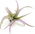 Lavender Colorful Tillandsia Air Plants - Long Lasting Color Enhanced Live Tillandsia Succulent House Plants - Home and Garden Decor - Easy Care Indoor and Outdoor Air Plant