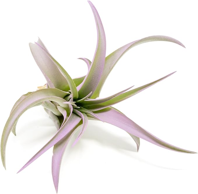 Lavender Colorful Tillandsia Air Plants - Long Lasting Color Enhanced Live Tillandsia Succulent House Plants - Home and Garden Decor - Easy Care Indoor and Outdoor Air Plant