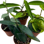 BubbleBlooms Hoya Variety Assortment 2 inch Set of 4 Grower's Choice Live Potted Premium Collection