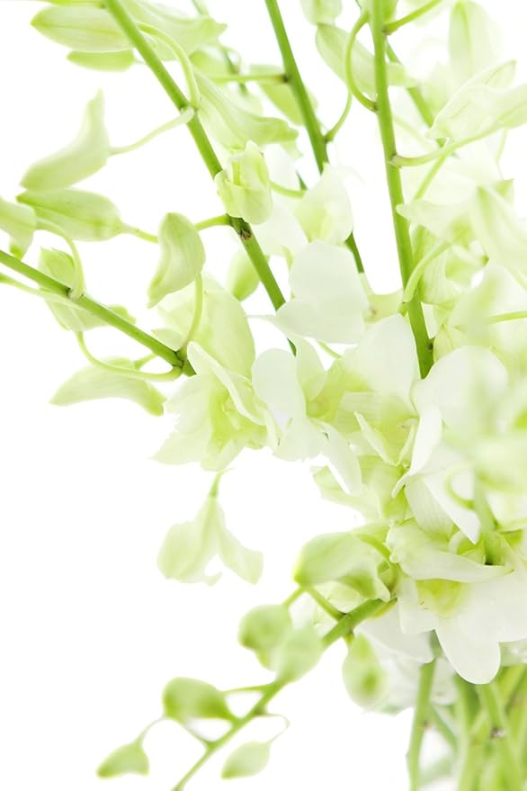 eflowerwholesale - Premium Cut White Orchids (10 stems with Vase) (Support Small Business)