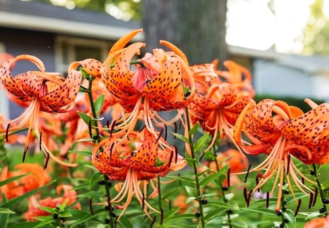 50PCS Orange Tiger Lily Seeds Rare Bloom Flower Seeds Heirloom