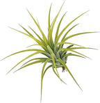 ragnaroc Air Plants - Tillandsia Ionantha Druid, Regular 2-3" - 6ct - Live Arrival Gauranteed - House Plants for Home Decor & Gift