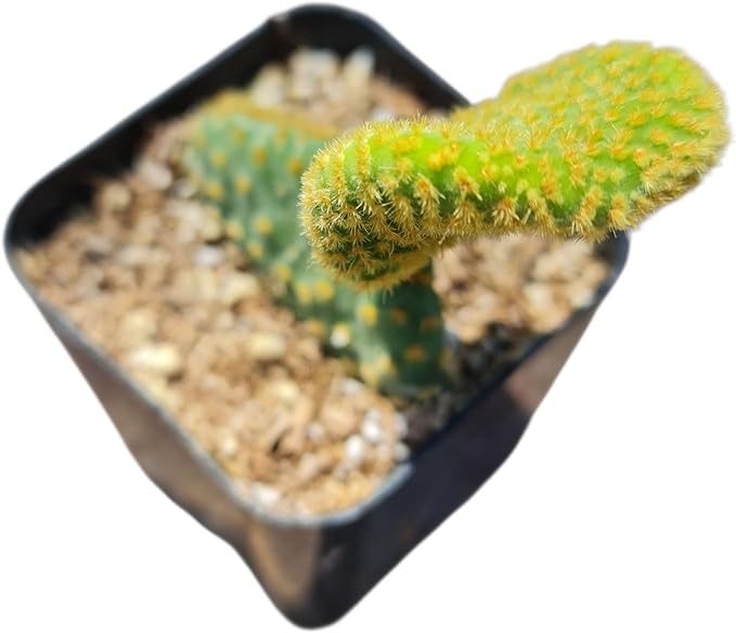 Live Succulent Cactus Plants (2" Opuntia Microdasy Golden Swirl Monstrose)