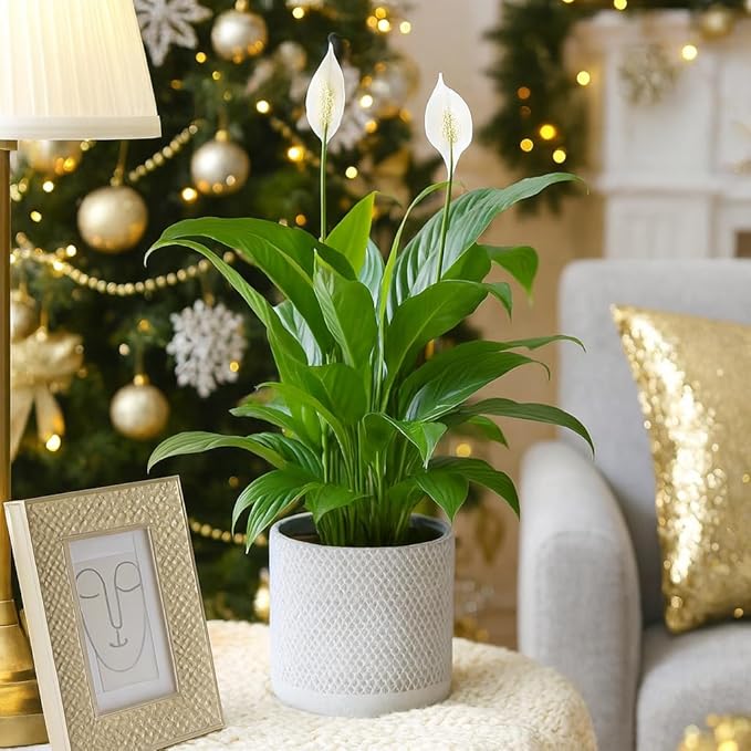 Live Indoor Flowering Houseplants, Spathiphyllum Green Peace Lily in 4" Grower Pot, Easy Care Plants