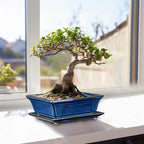Villa Como Bonsai Pots Small Shallow Succulent Planters for Live Bonsai Trees Set of 2, 7.5" Ceramic Pot for Succulents Indoor with Drainage Hole and Saucer, Outdoor Cactus Plant Bonsai Pot