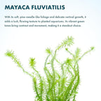 SubstrateSource Live Aquarium Stem Plants - Freshwater Aquatic Plant for Fish Tanks, Aquascaping - (Mayaca Fluviatilis, 4 Bunches)