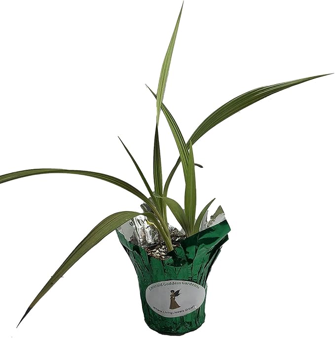 Phillipine Terrestrial Ground Orchid - Spathoglottis parsonii - Live Plant - Yellow Lavender Flower - Emerald Godess Gardens - Starter Sz 4 Inch Pot