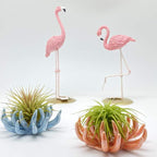 6 Pack air plant Holders (6Pcs Air Plant Containers w/6 Colors Assorted) A Ceramic Coral Set to CreateGifts or Decorate Tabletop - air plants Not Included