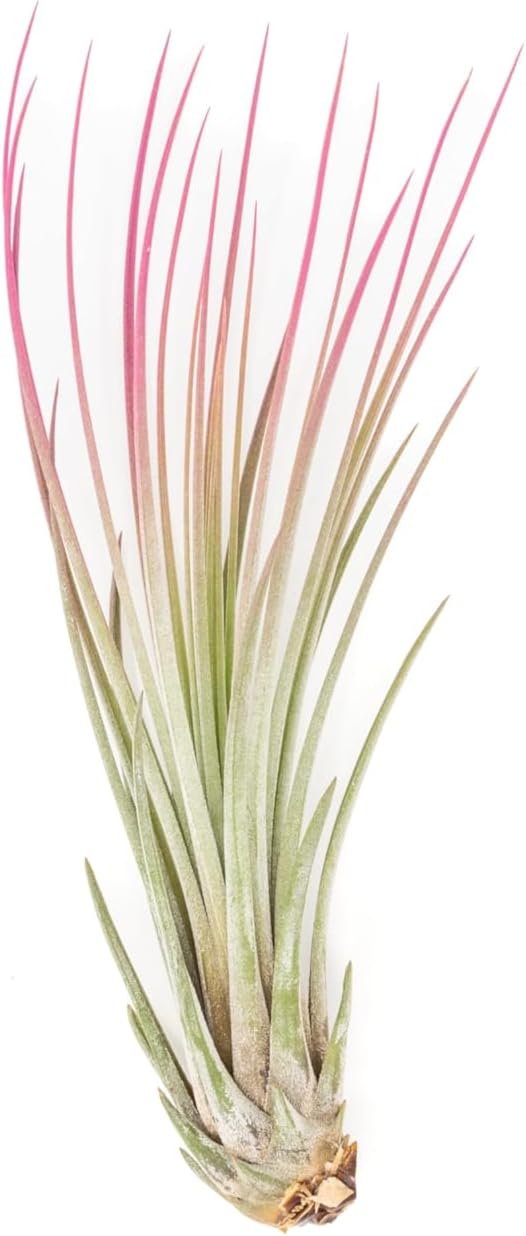 Raspberry Colorful Tillandsia Air Plants - Long Lasting Color Enhanced Live Tillandsia Succulent House Plants - Home and Garden Decor - Easy Care Indoor/Outdoor Plants (Juncea, Single)