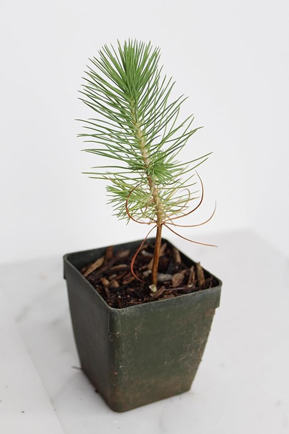 Generic Mini Bonsai Tree Starter Plant Gift Pinus Eldarica Aleppo Pine Afghan Pine Live Tree Pine Zen Garden House Plant Outdoor Plant 2 inch Pot (1), Green