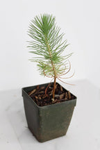 Generic Mini Bonsai Tree Starter Plant Gift Pinus Eldarica Aleppo Pine Afghan Pine Live Tree Pine Zen Garden House Plant Outdoor Plant 2 inch Pot (1), Green