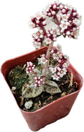 Live Succulent Cactus Plants from USKC (2" Pot) (Crassula Tiger Jade)
