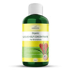 GARDENWISE Organic Premium Kelp Seaweed Fertilizer - Bromeliad Fertilizer - Liquid Plant Food, Bromeliad Potting Mix Enhancer - Ideal for Bromeliad Plant & Live Plant Care (8 OZ)
