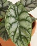 Alocasia Silver Dragon – 4" Live Plant | Rare Jewel Alocasia | Silver Textured Leaves | Exotic Tropical Houseplant | Collector Indoor Plant