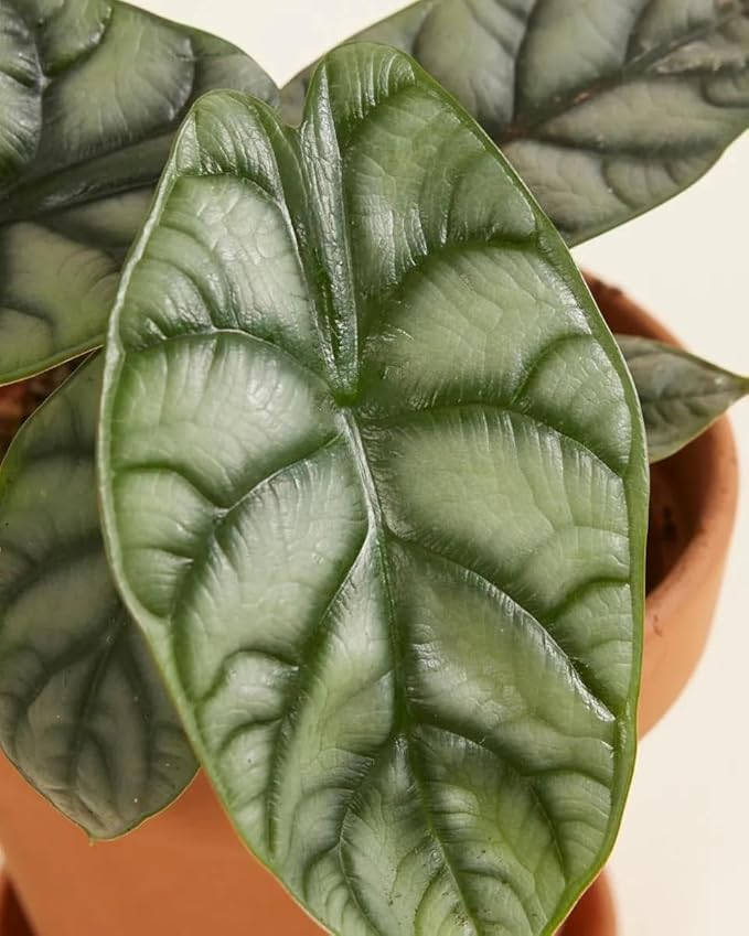 Alocasia Silver Dragon – 4" Live Plant | Rare Jewel Alocasia | Silver Textured Leaves | Exotic Tropical Houseplant | Collector Indoor Plant