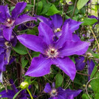 50+ Clematis Lasurstern Seeds, Large Flowered Perennial Climbing Vine for Garden Trellis, Fences and Walls