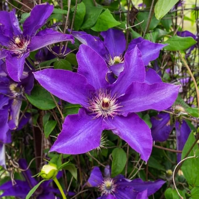 50+ Clematis Lasurstern Seeds, Large Flowered Perennial Climbing Vine for Garden Trellis, Fences and Walls