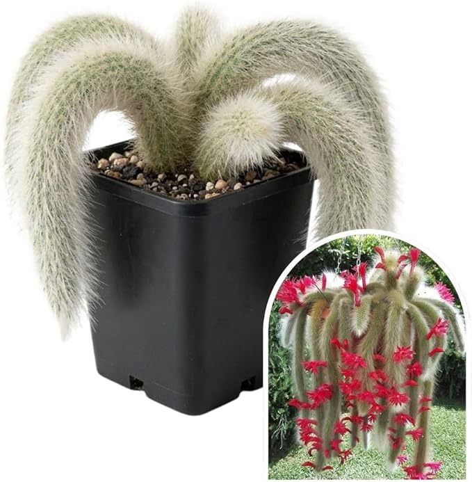 Rare Monkey Tail Cactus Live Plant in 2 Inch Pot, Trailing Cactus Succulent for Indoor Outdoor Planting