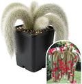 Rare Monkey Tail Cactus Live Plant in 2 Inch Pot, Trailing Cactus Succulent for Indoor Outdoor Planting